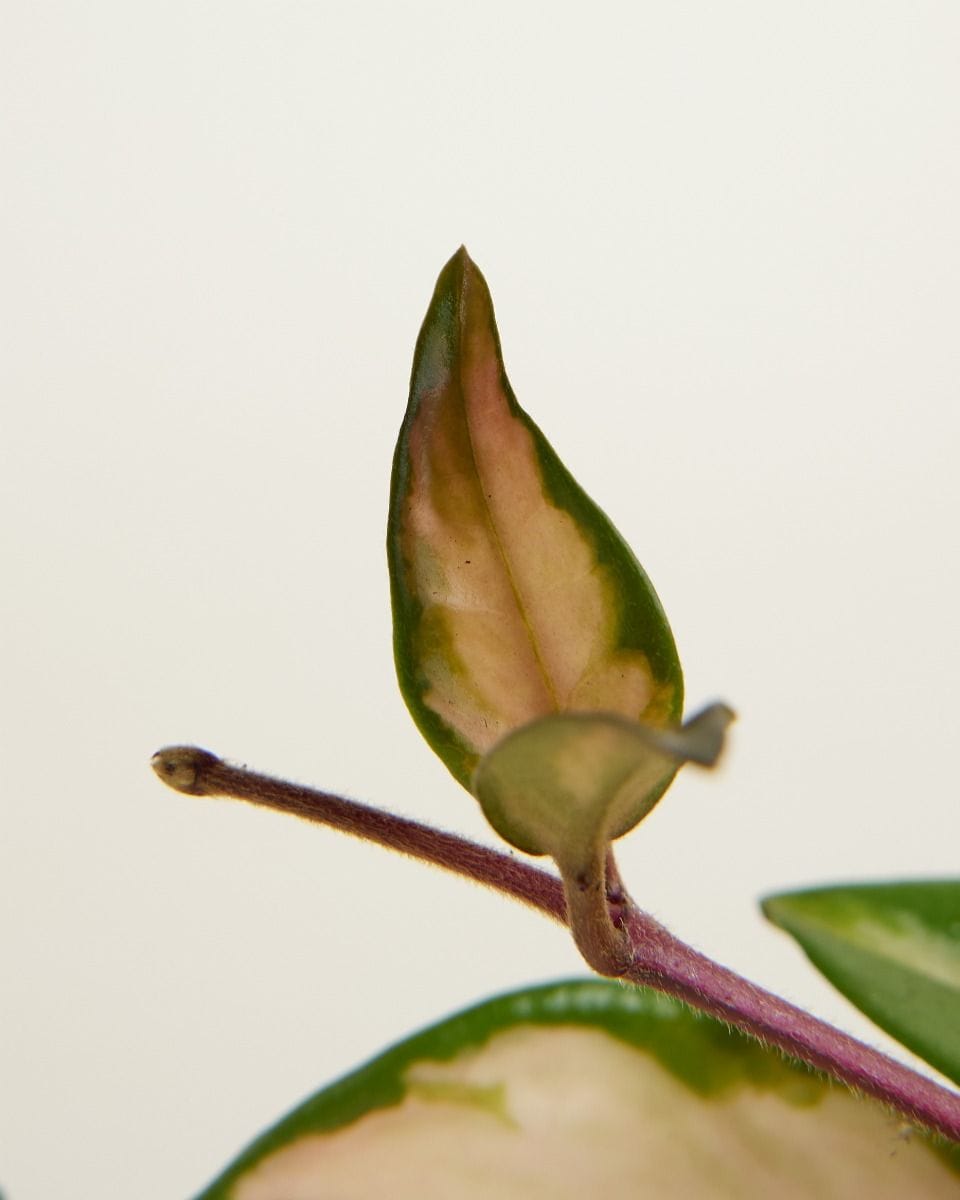 Bebé Hoya Wax plant Carnosa Tricolor