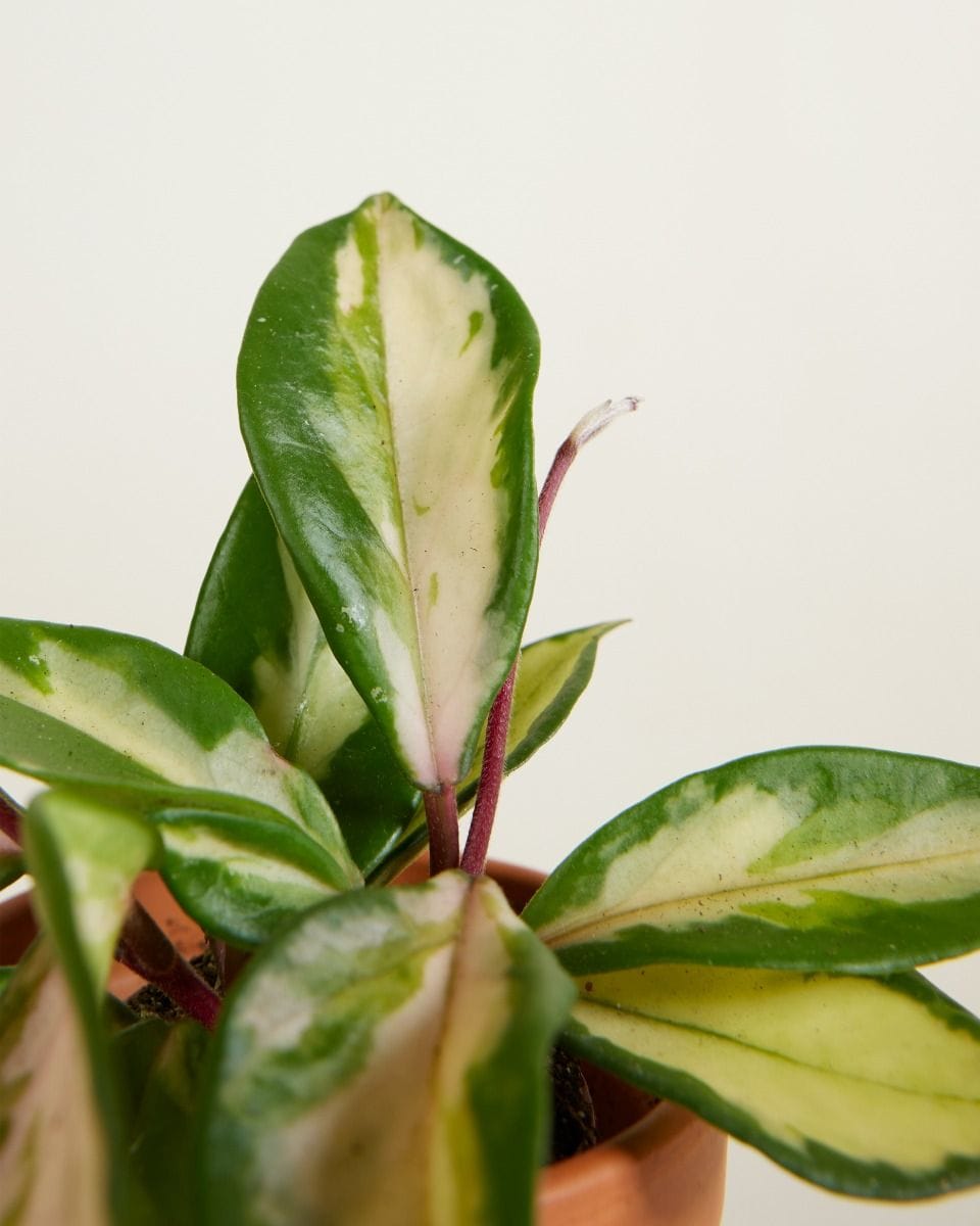 Bebé Hoya Wax plant Carnosa Tricolor