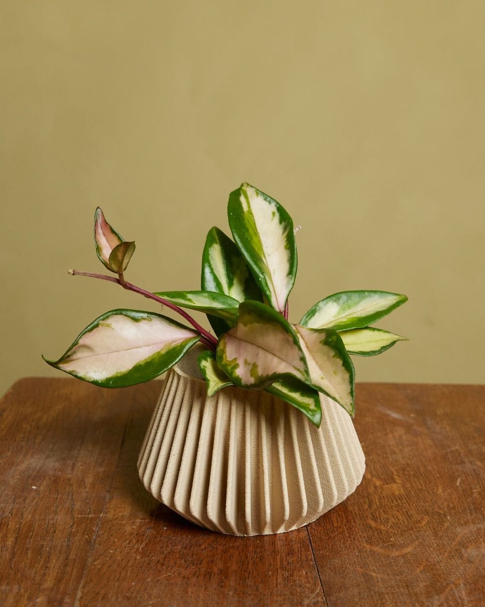 Bebé Hoya Wax plant Carnosa Tricolor