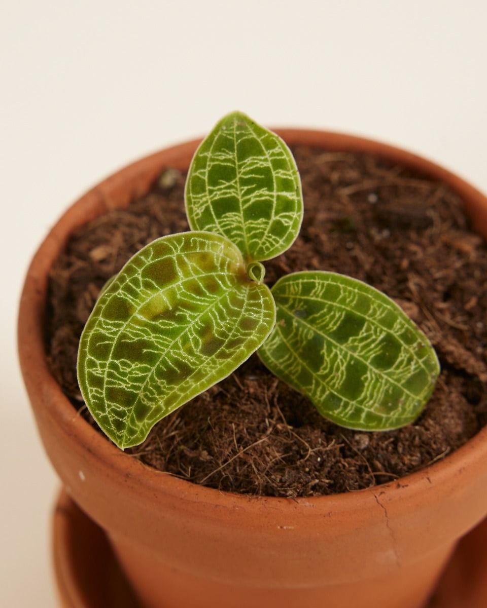 Bébé Jewel Orchid Macodes Petola