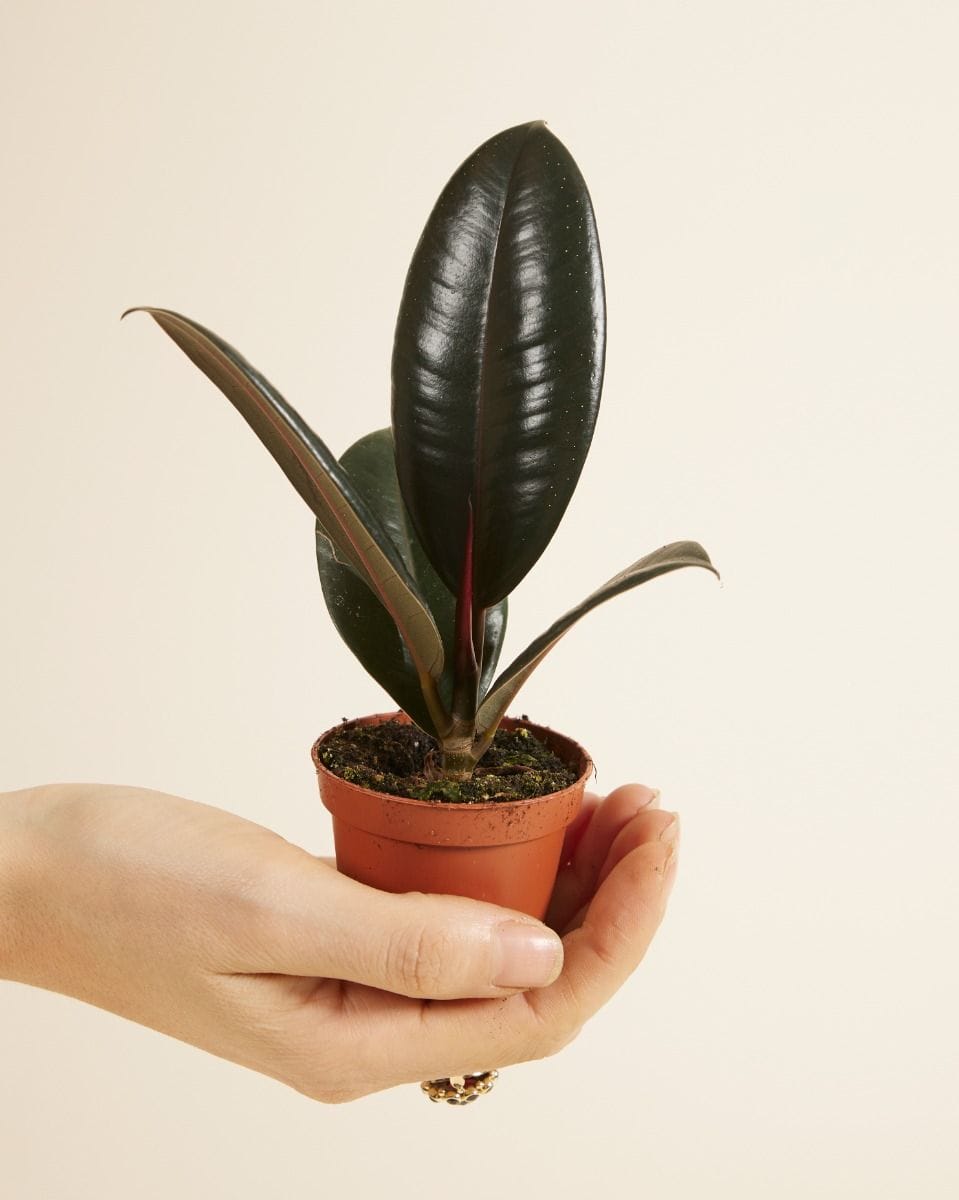 Baby Ficus Rubber tree plant Robusta