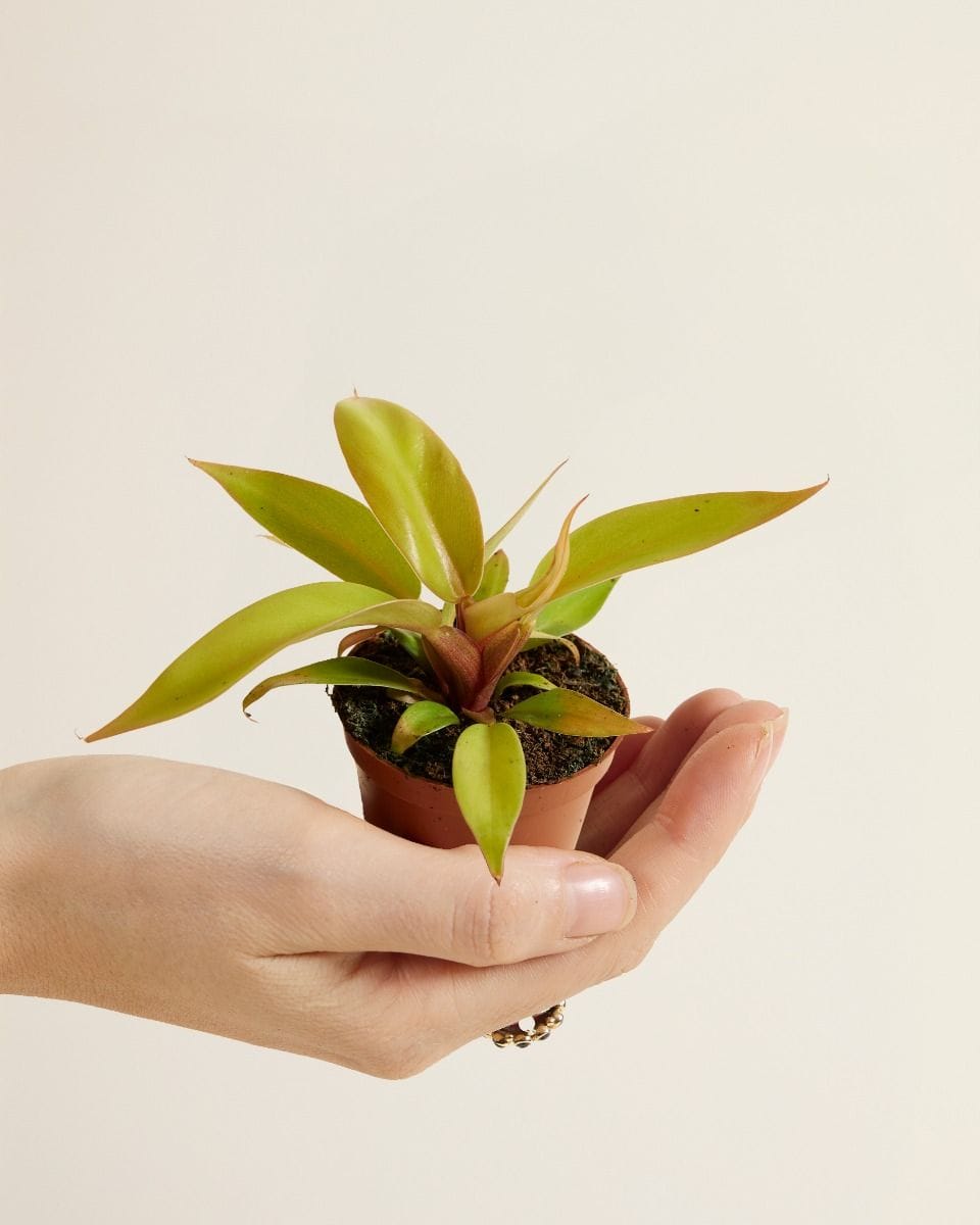 Bebé Philodendron Prince of Orange