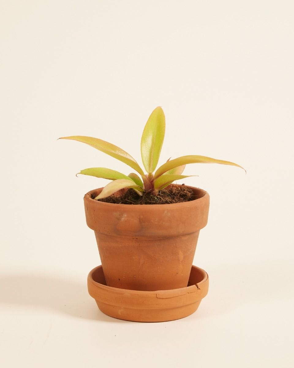 Bebé Philodendron Prince of Orange