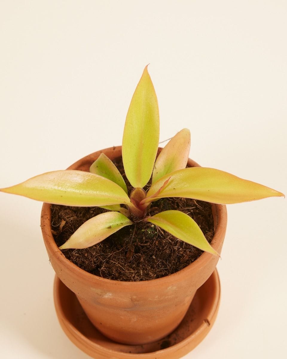 Bebé Philodendron Prince of Orange