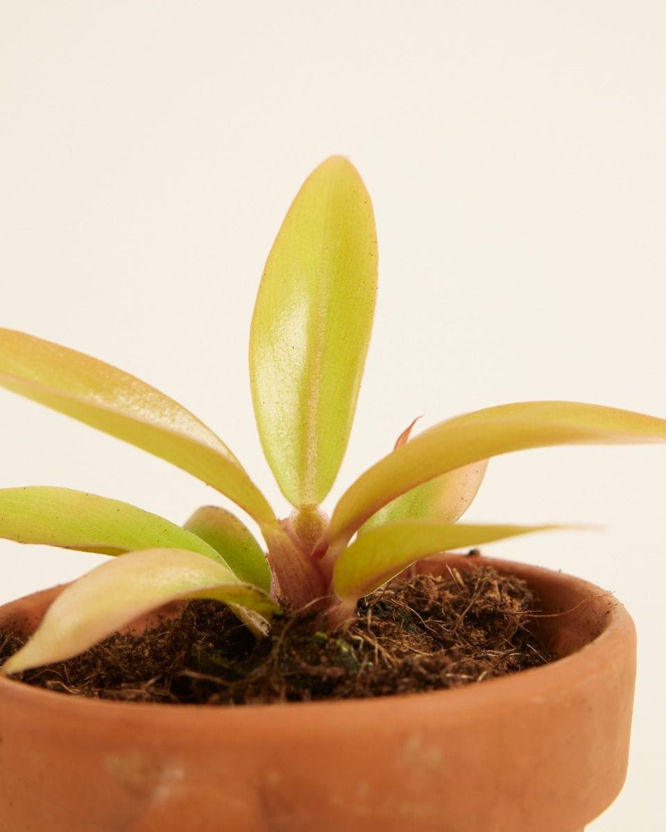 Bebé Philodendron Prince of Orange