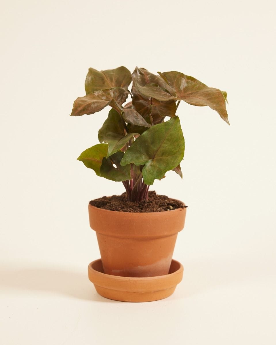 Bebé Syngonium Maria Allusion