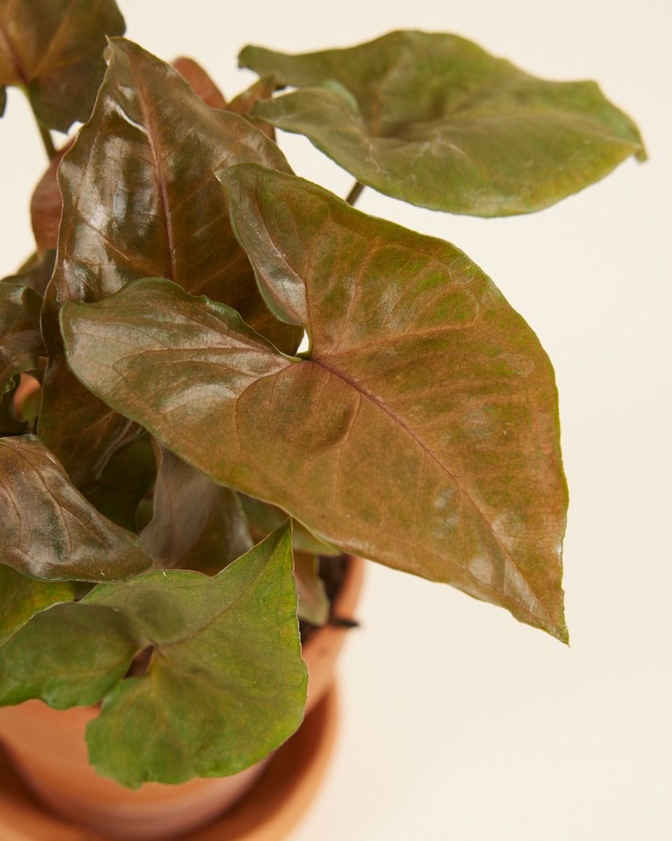 Bebé Syngonium Maria Allusion