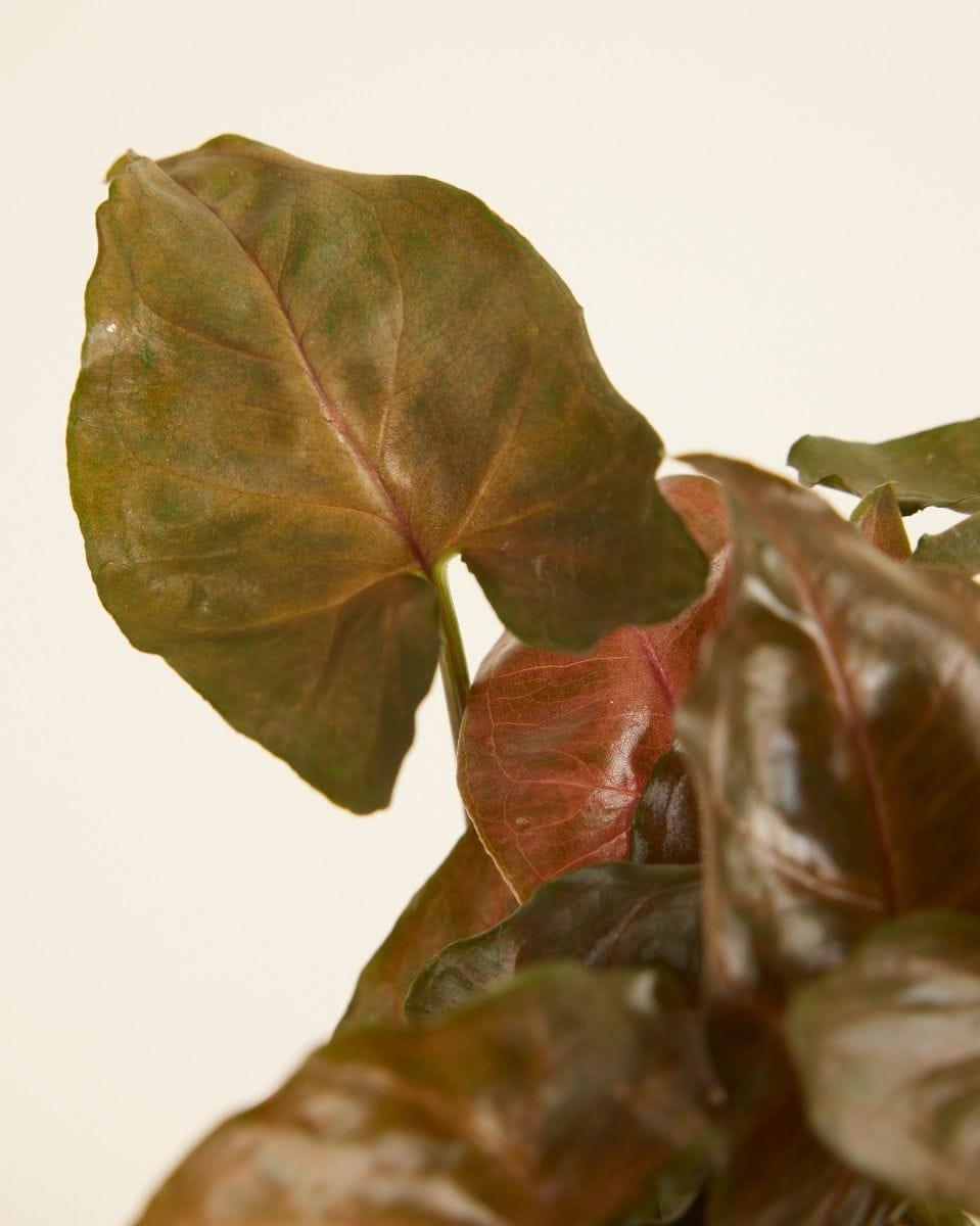 Bebé Syngonium Maria Allusion