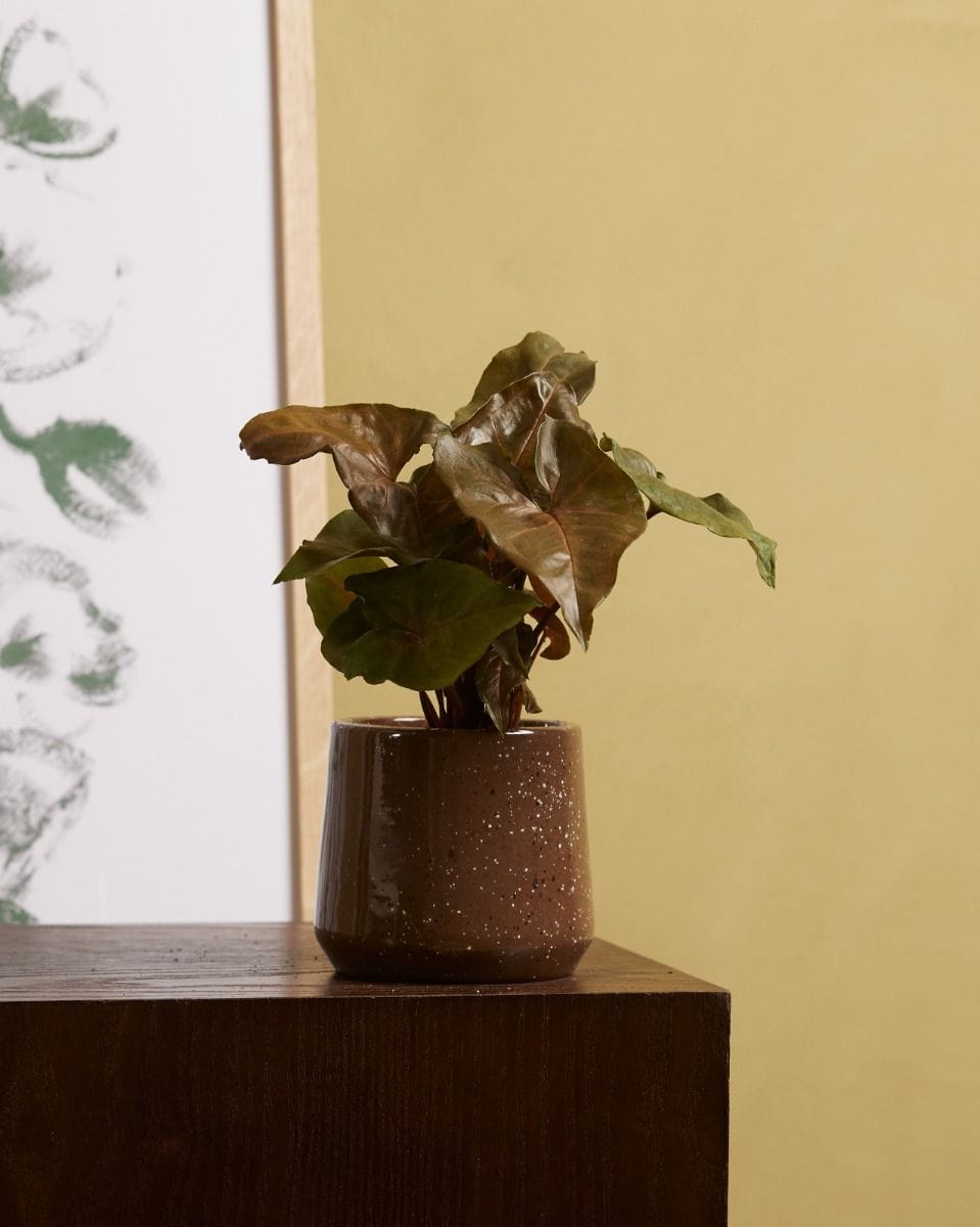 Bebé Syngonium Maria Allusion
