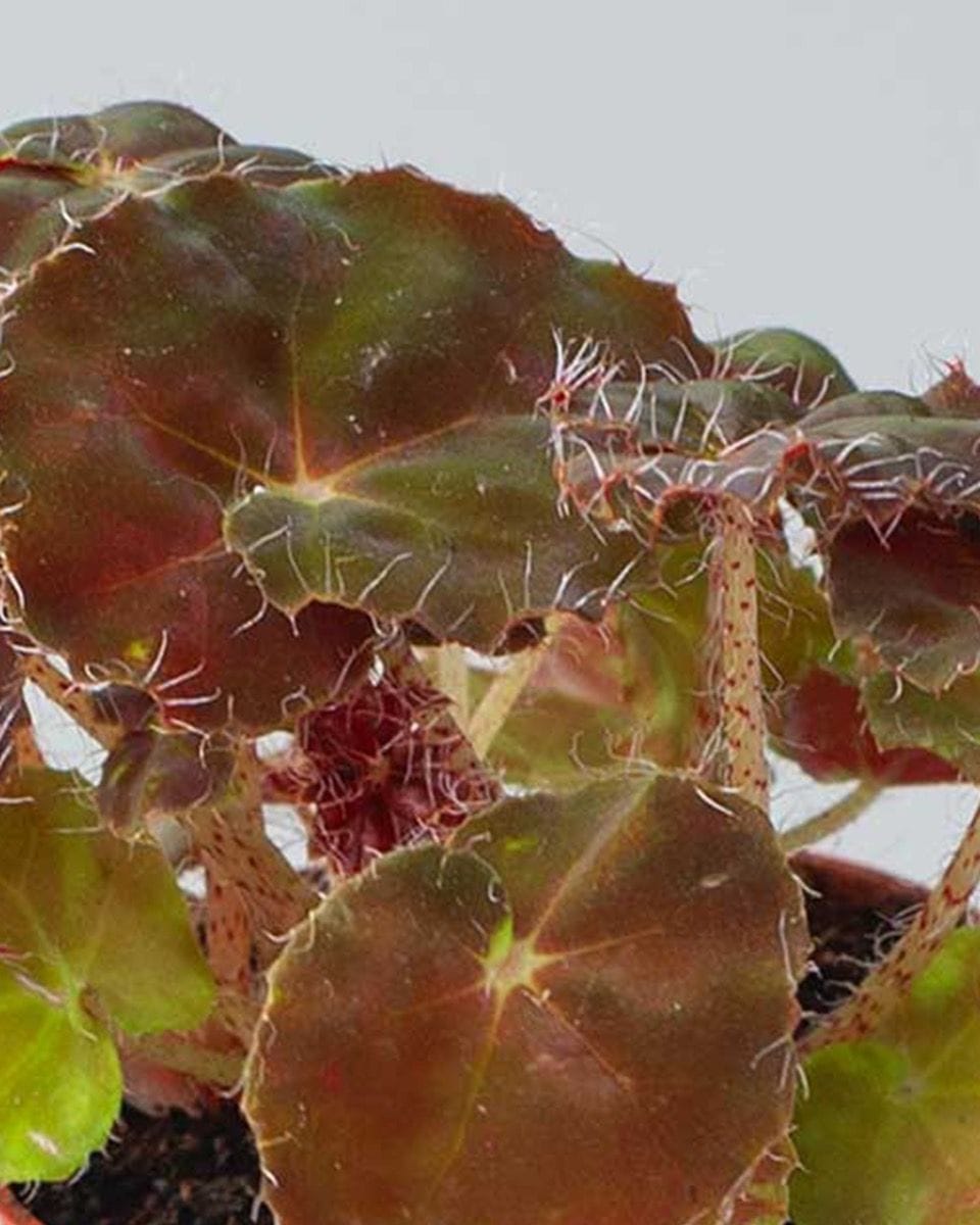 Bebé Begonia Polka Dot Rex Boweri