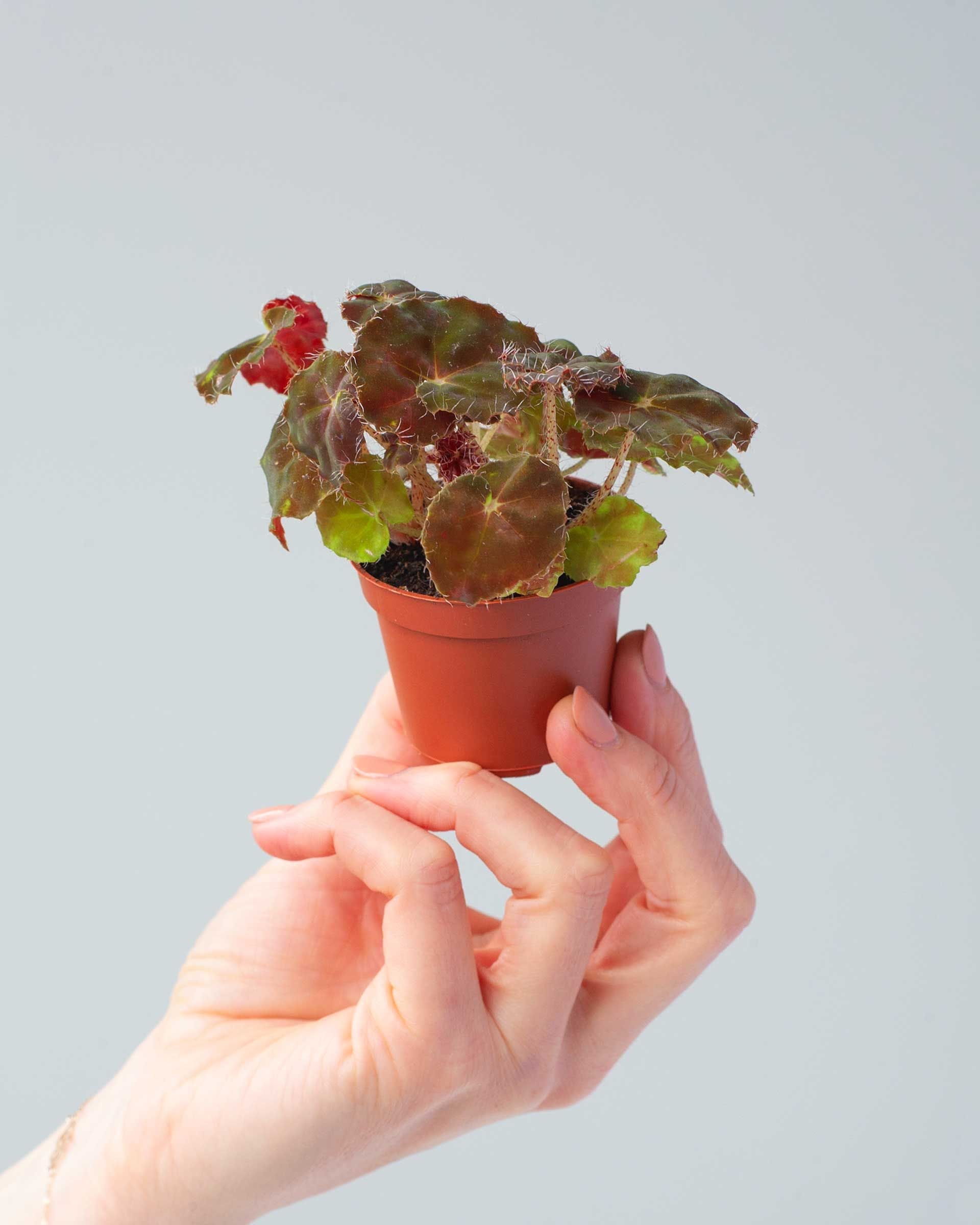 Bebé Begonia Polka Dot Rex Boweri