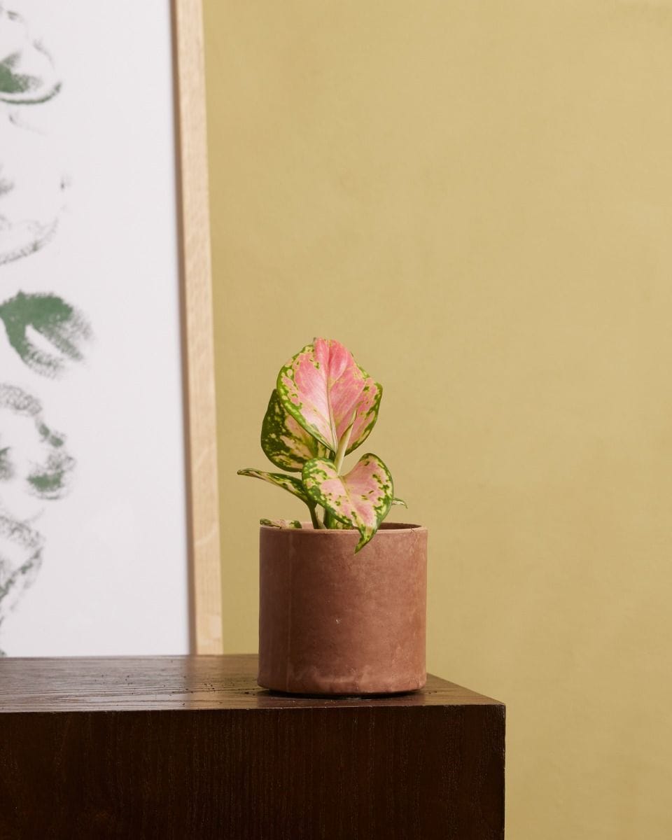 Dziecko Aglaonema Chinese evergreen Red Valentine