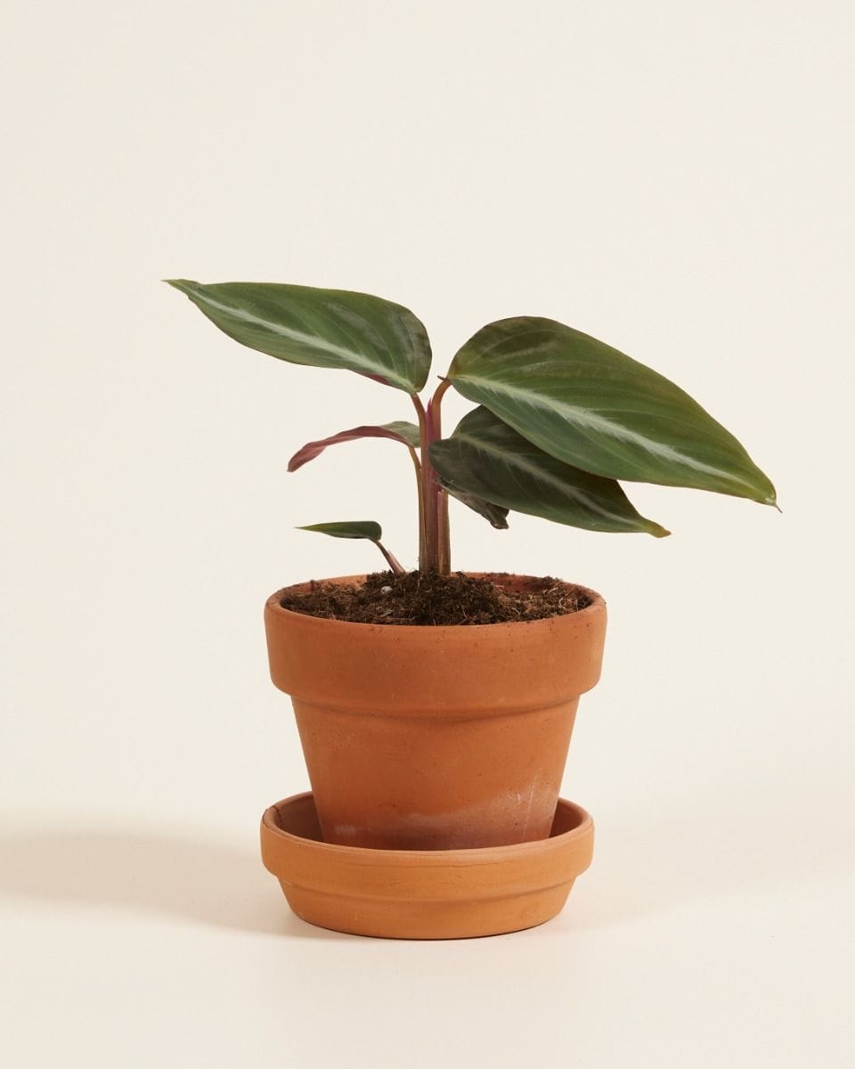 Baby Stromanthe Sanguinea