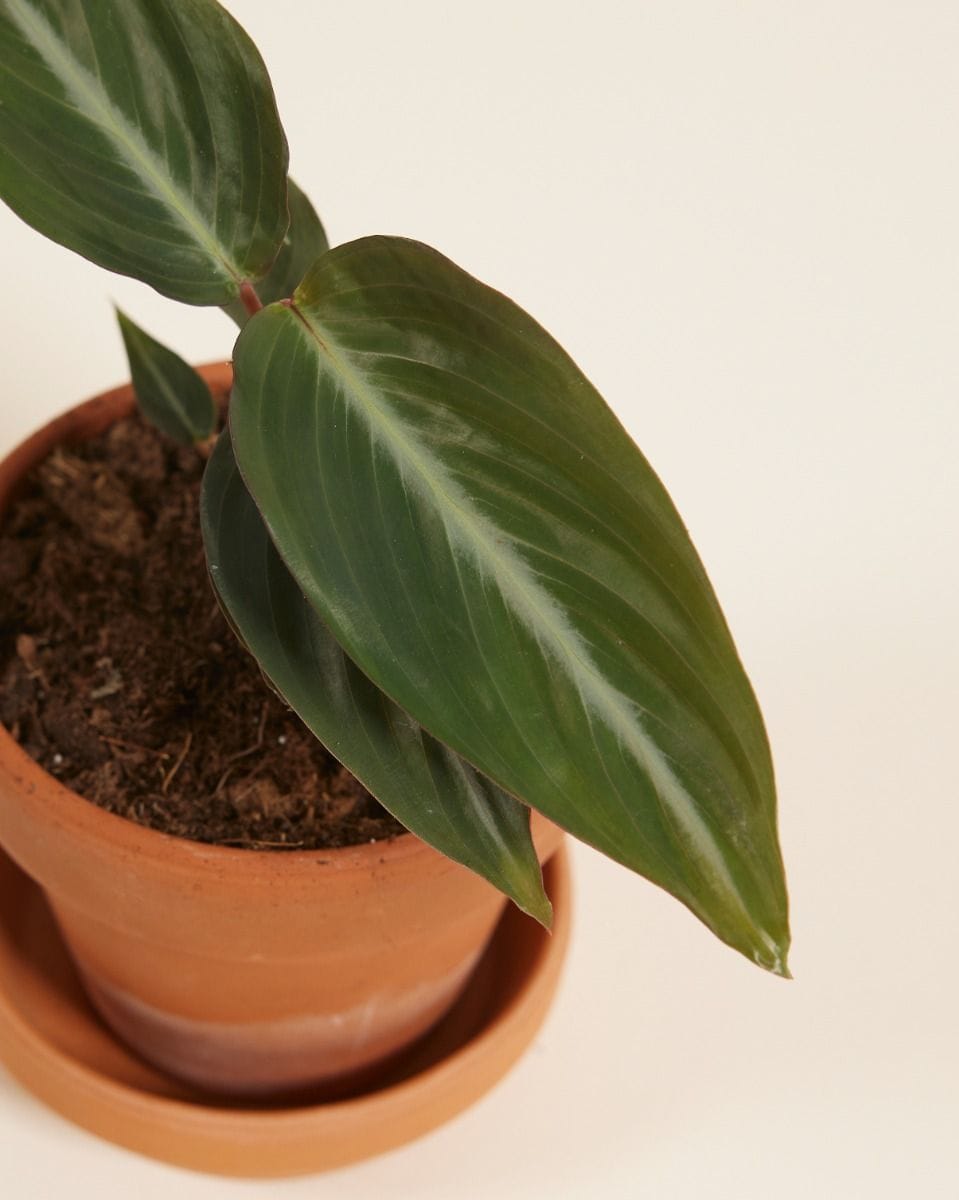 Baby Stromanthe Sanguinea
