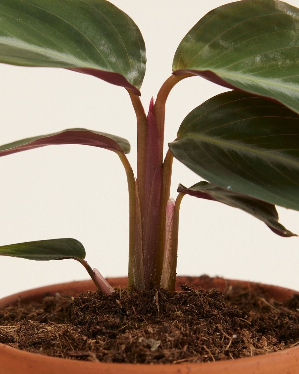 Baby Stromanthe Sanguinea
