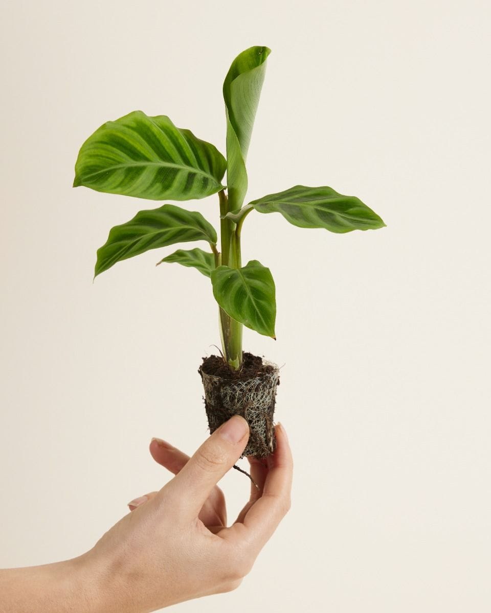 Bebé Calathea Prayer plant Zebrina