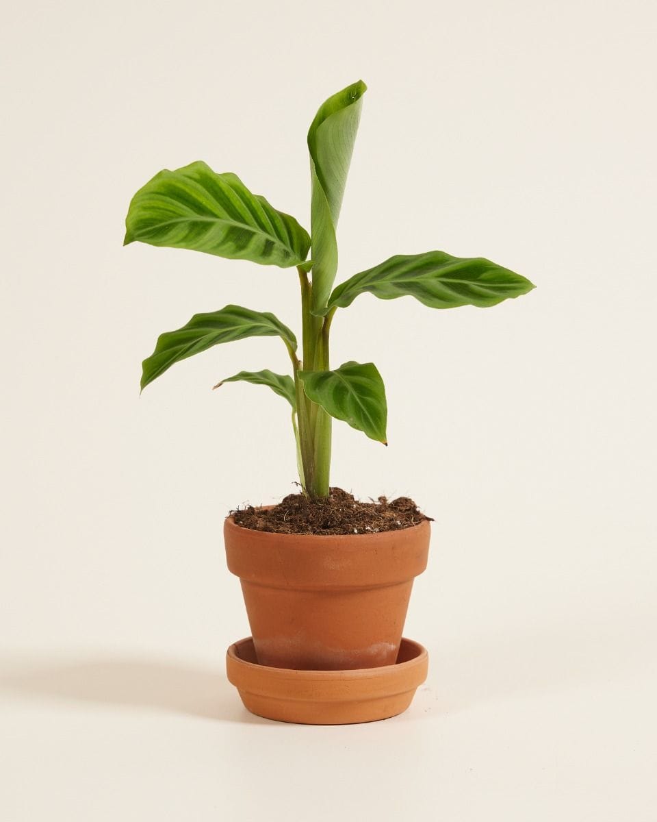 Bebé Calathea Prayer plant Zebrina