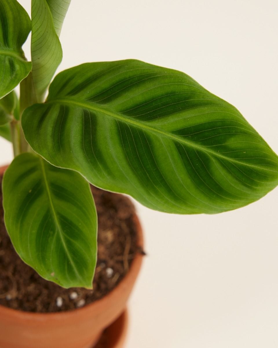 Bebé Calathea Prayer plant Zebrina