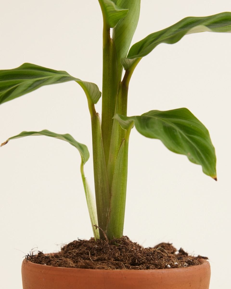 Bebé Calathea Prayer plant Zebrina