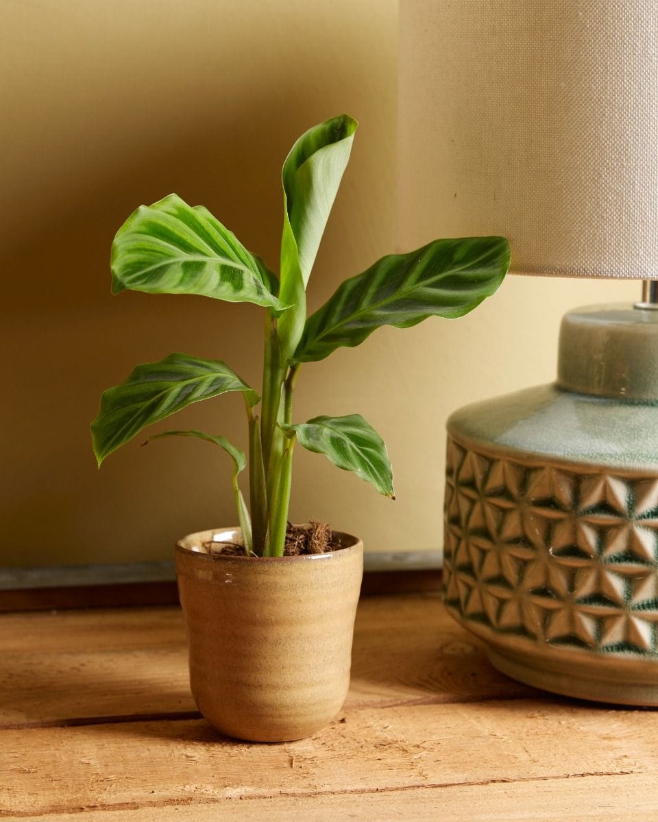 Bebé Calathea Prayer plant Zebrina