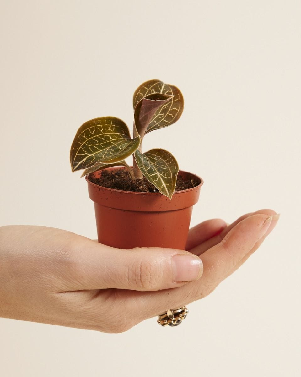 Baby Jewel Orchid Anoectochilus Chapaensis