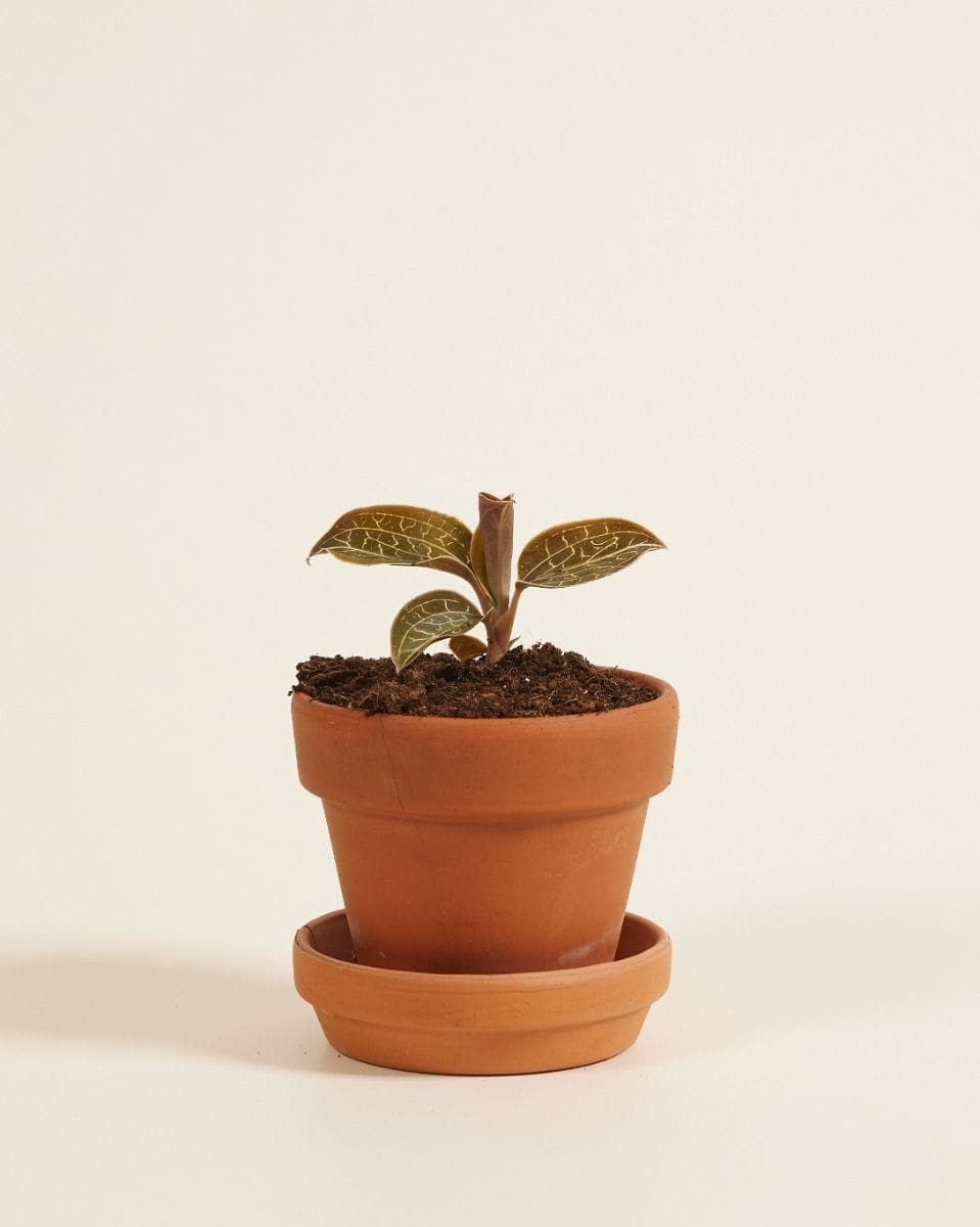 Baby Jewel Orchid Anoectochilus Chapaensis