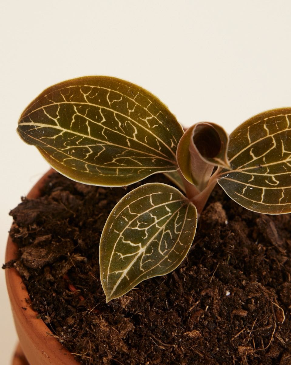 Baby Jewel Orchid Anoectochilus Chapaensis