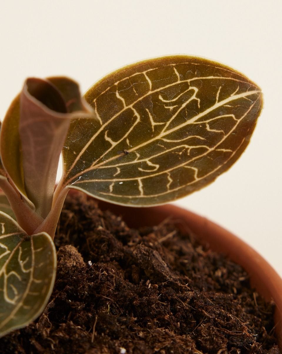 Baby Jewel Orchid Anoectochilus Chapaensis