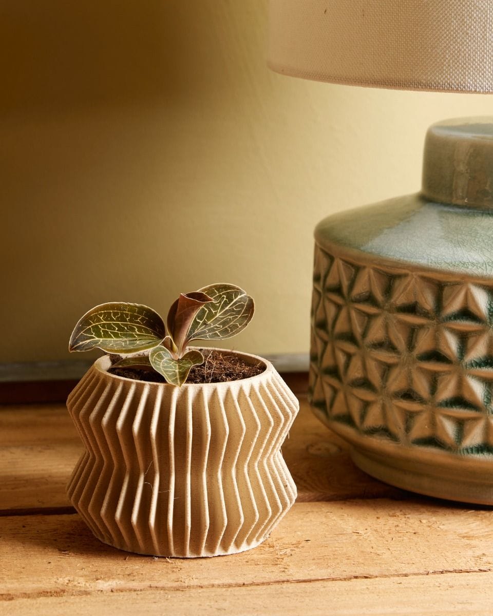 Baby Jewel Orchid Anoectochilus Chapaensis