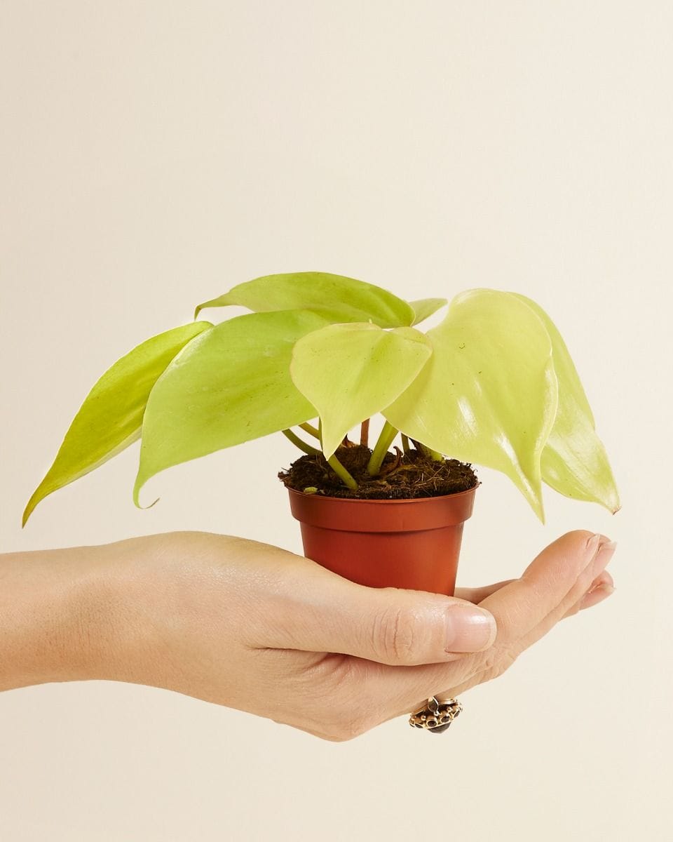 Baby Philodendron Micans Lime