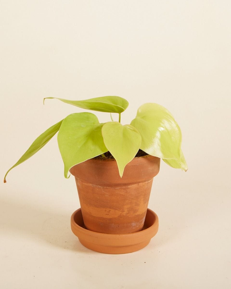 Baby Philodendron Micans Lime