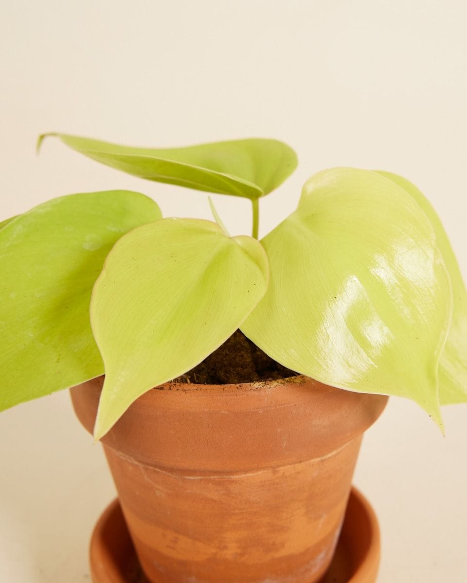 Baby Philodendron Micans Lime
