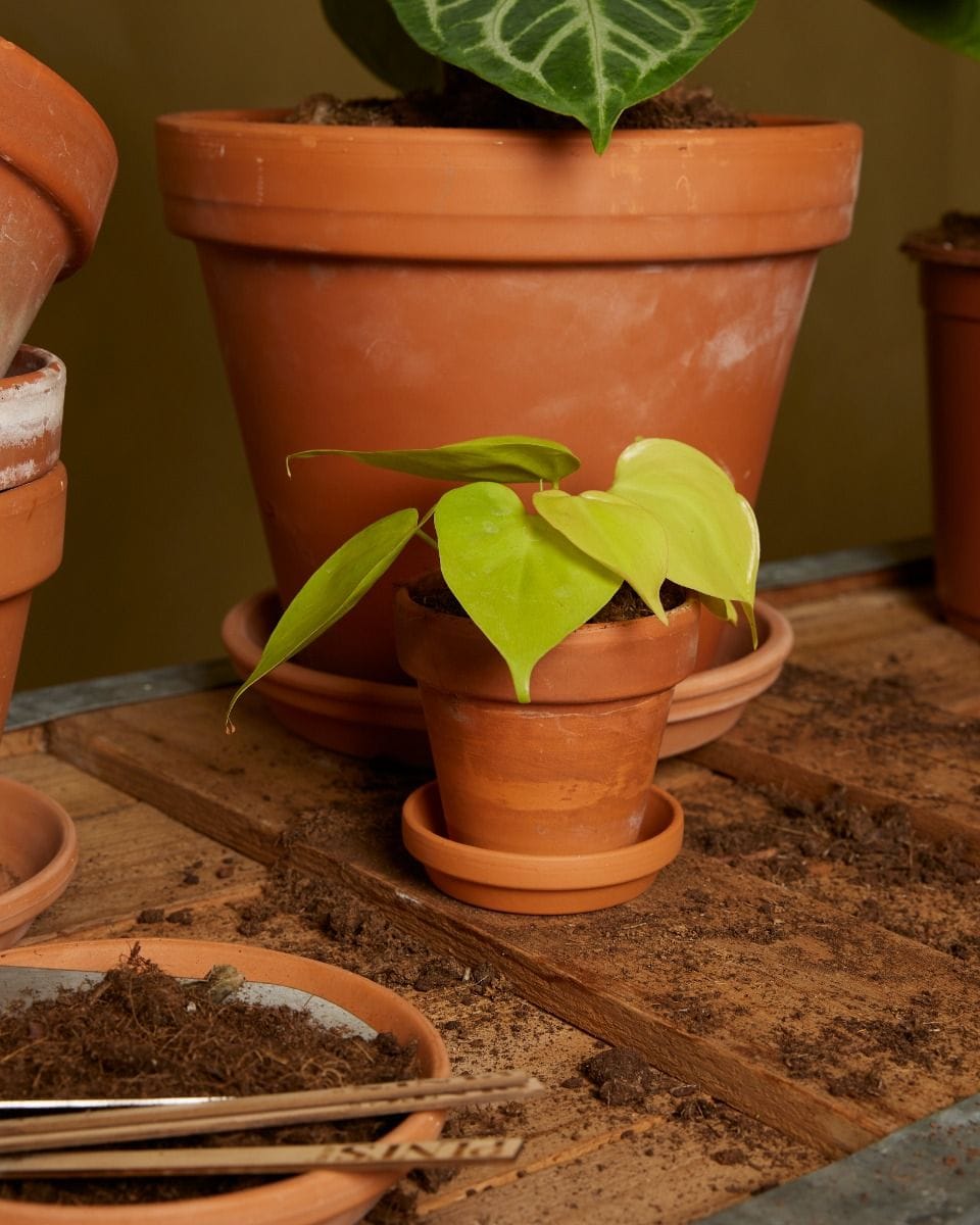 Baby Philodendron Micans Lime