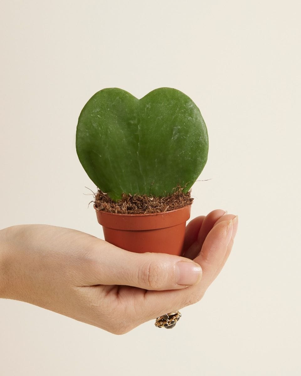 Bebé Hoya Sweetheart plant Kerrii