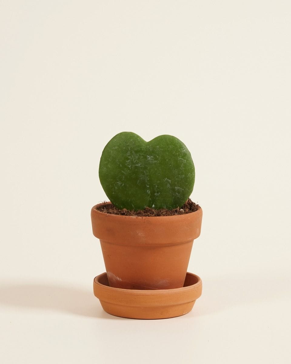 Bebé Hoya Sweetheart plant Kerrii