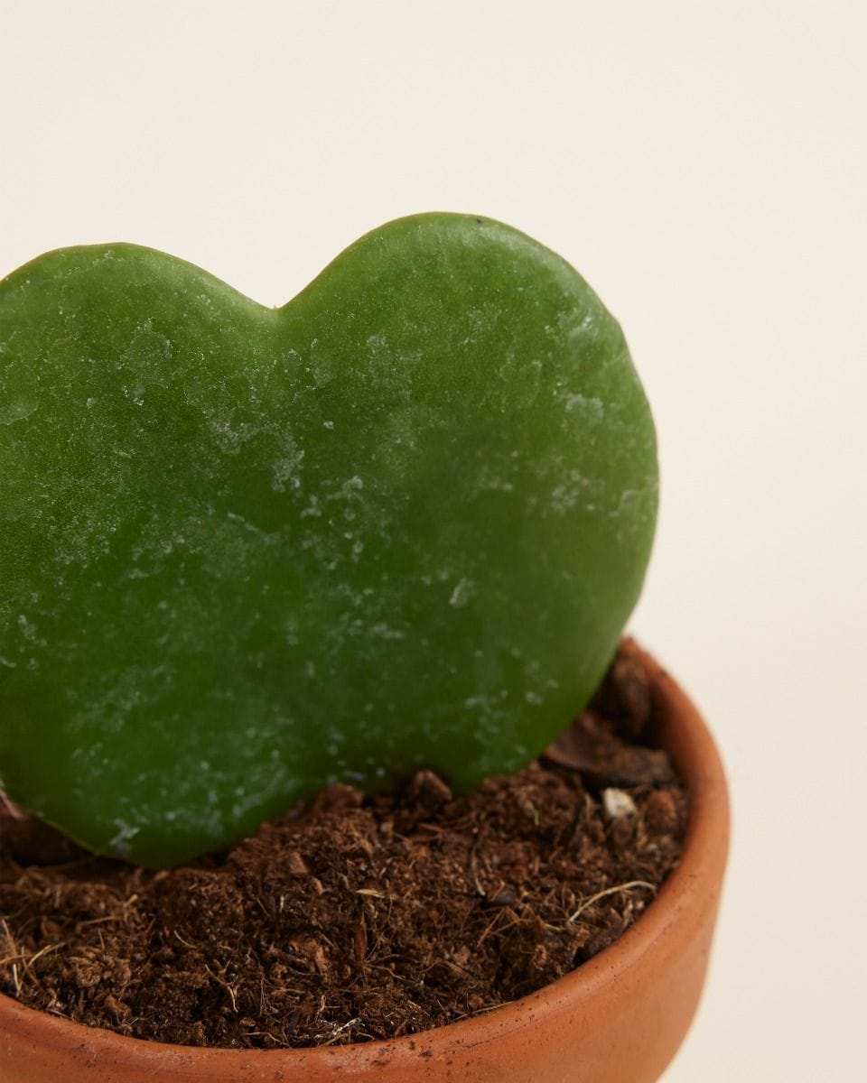 Bebé Hoya Sweetheart plant Kerrii