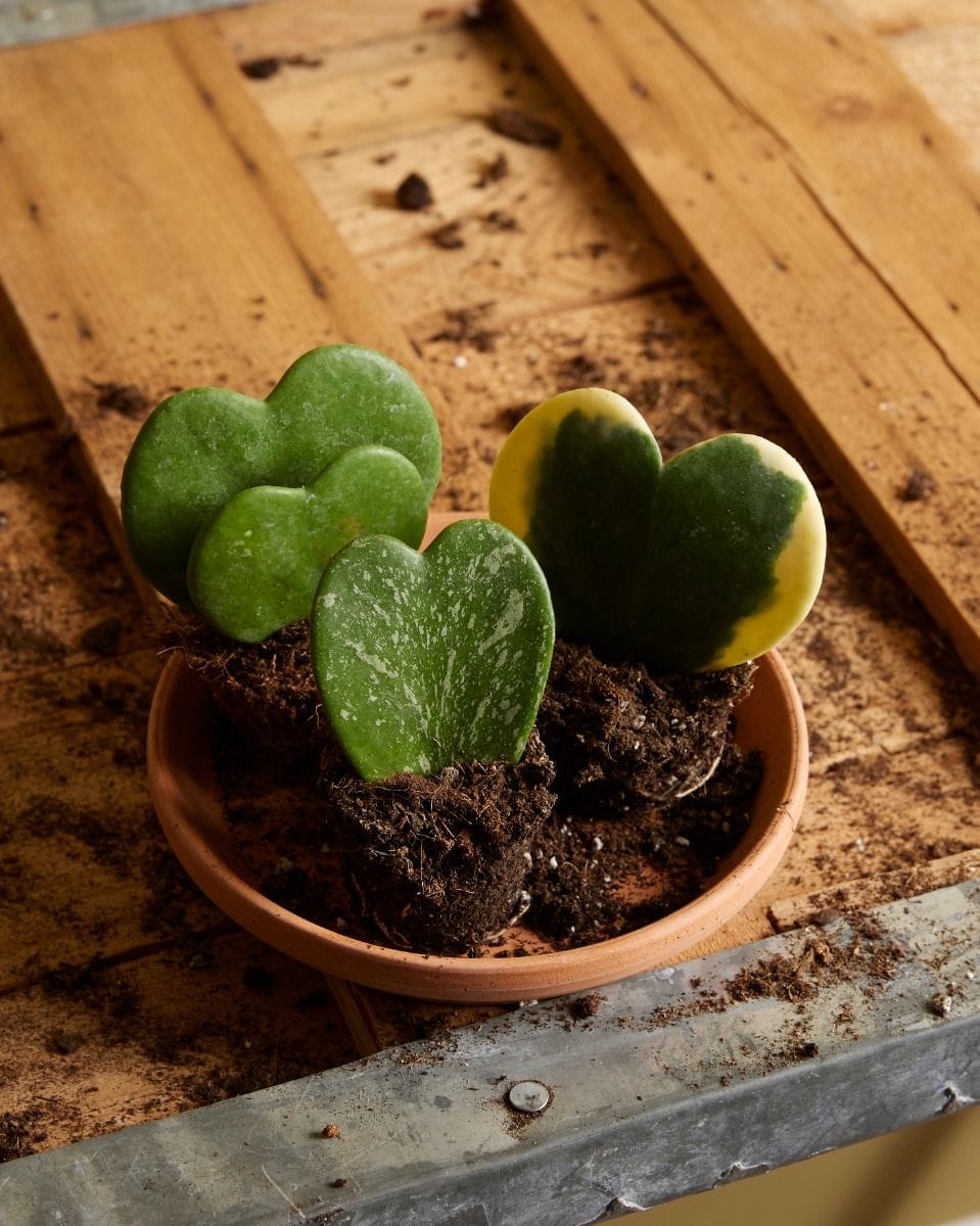 Bebé Hoya Sweetheart plant Kerrii