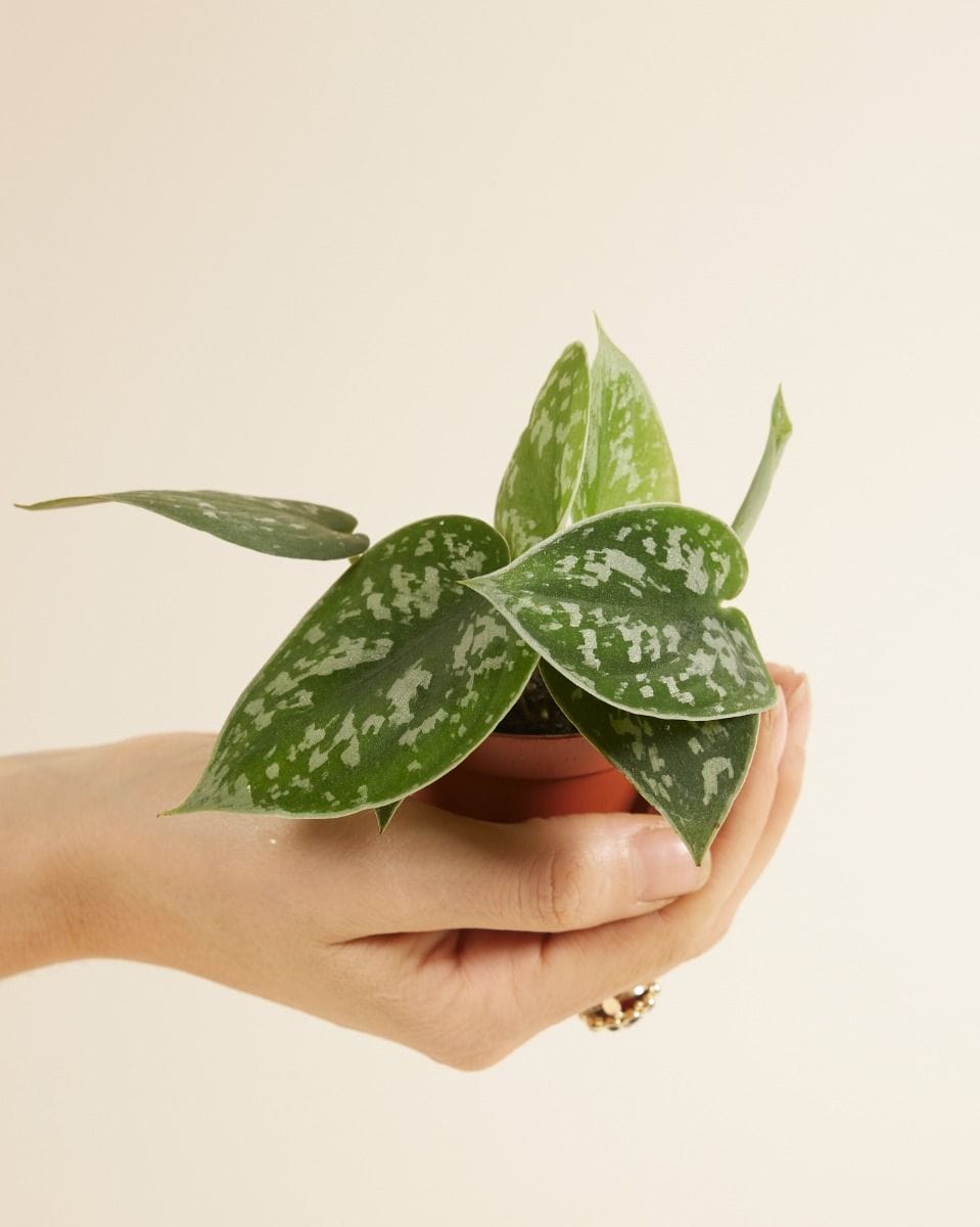 Baby Scindapsus Pictus Epipremnum Argyraeus