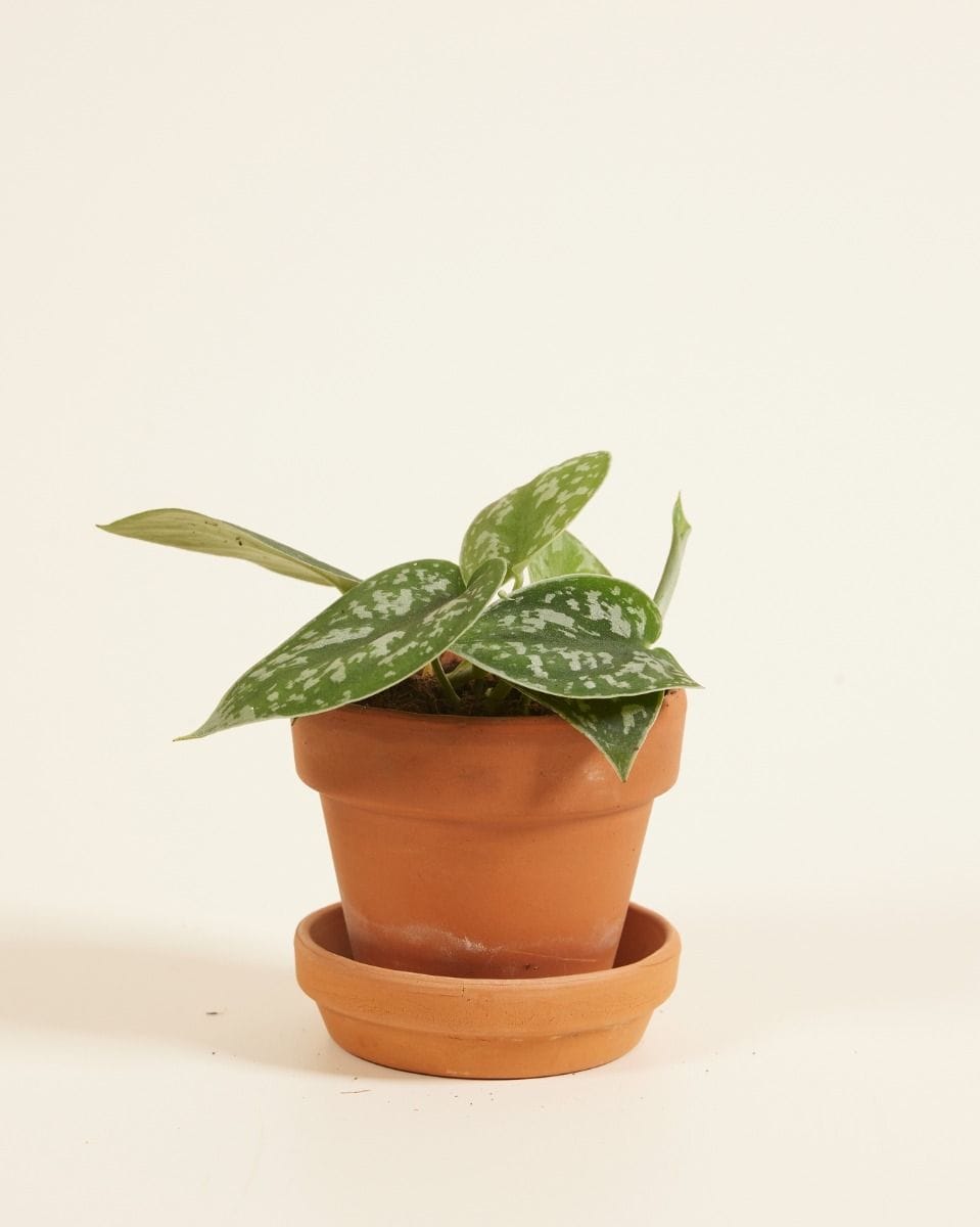 Baby Scindapsus Pictus Epipremnum Argyraeus