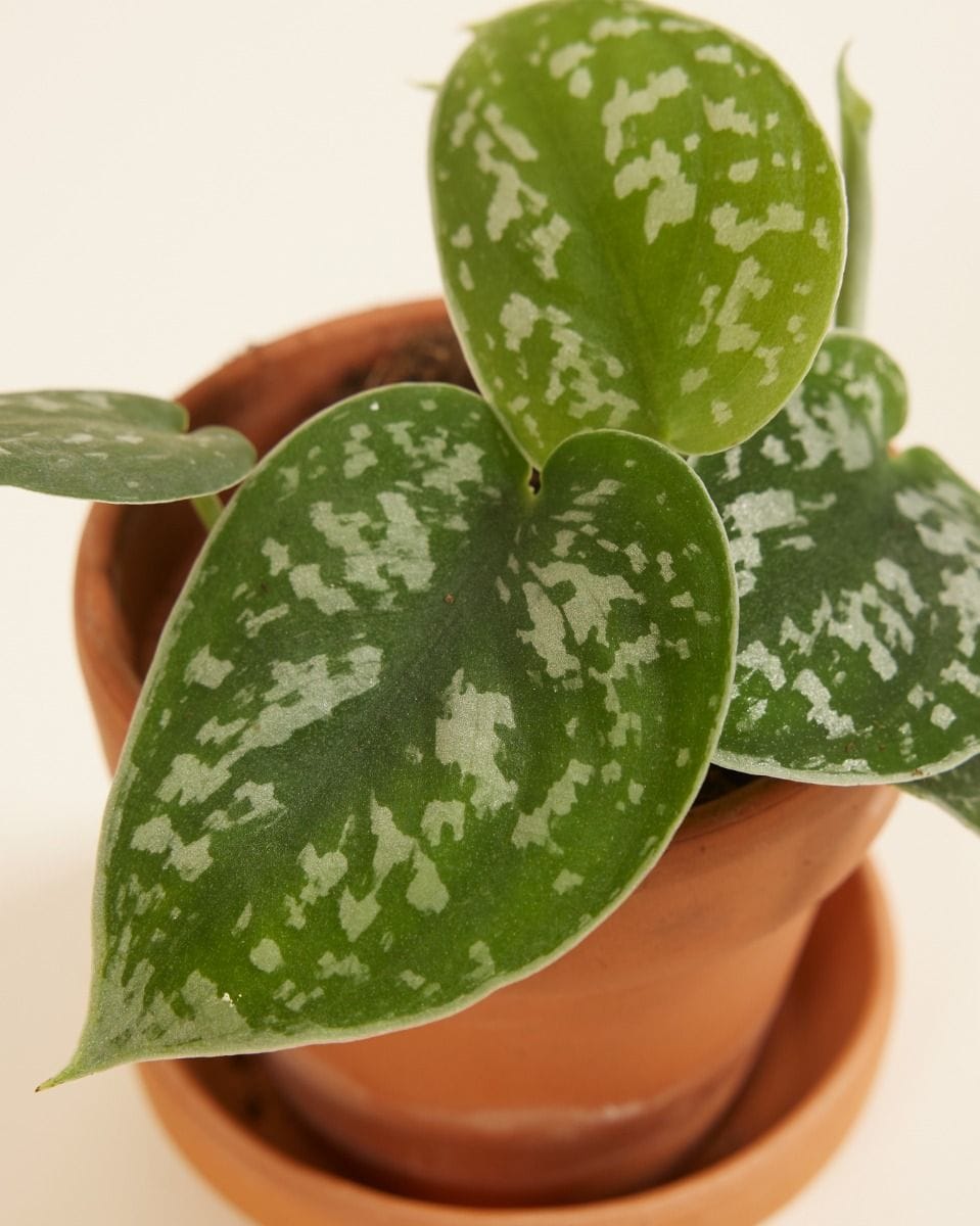 Baby Scindapsus Pictus Epipremnum Argyraeus