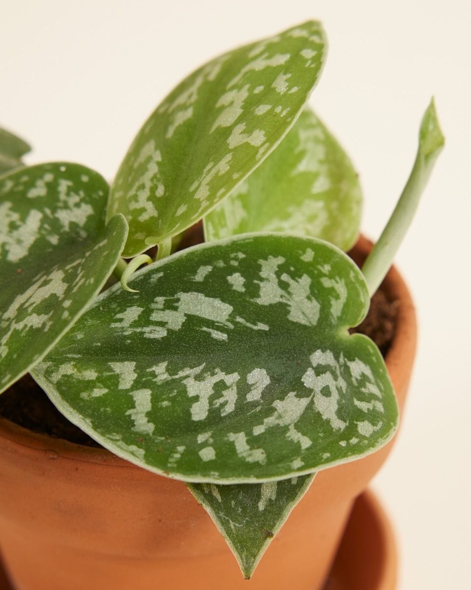 Baby Scindapsus Pictus Epipremnum Argyraeus