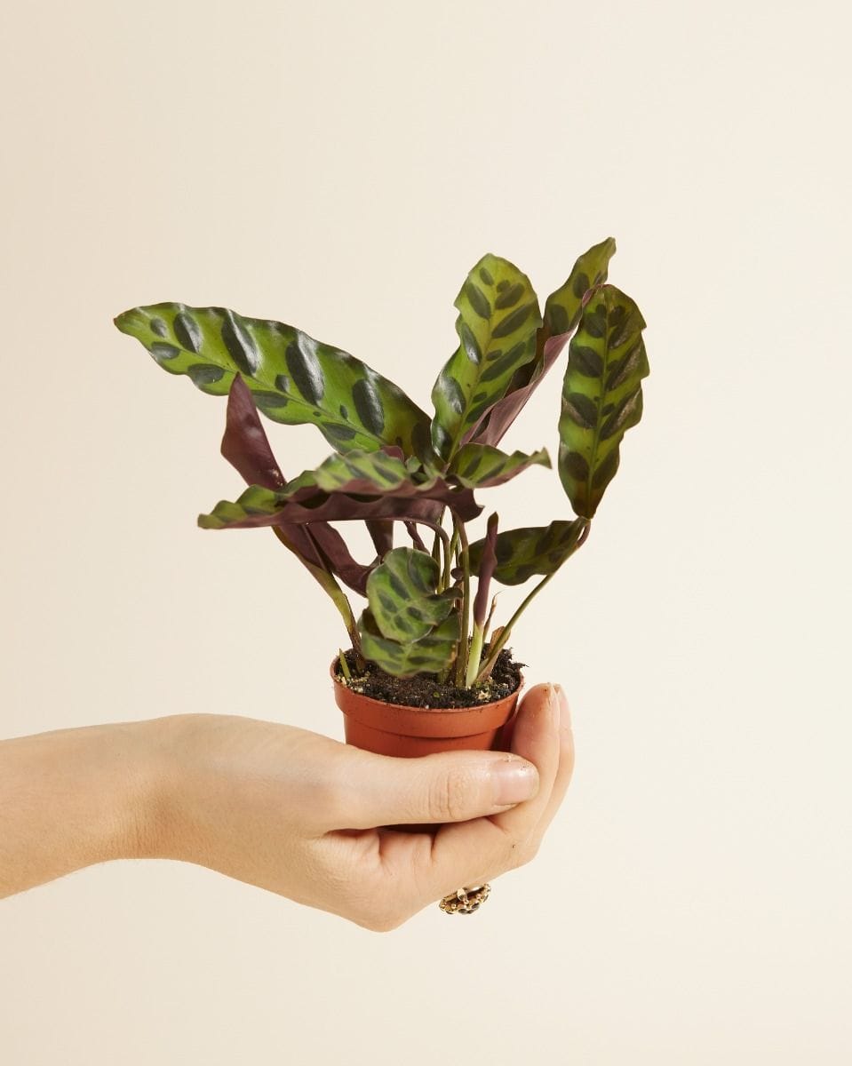 Bebé Calathea Rattlesnake plant Lancifolia Insigne