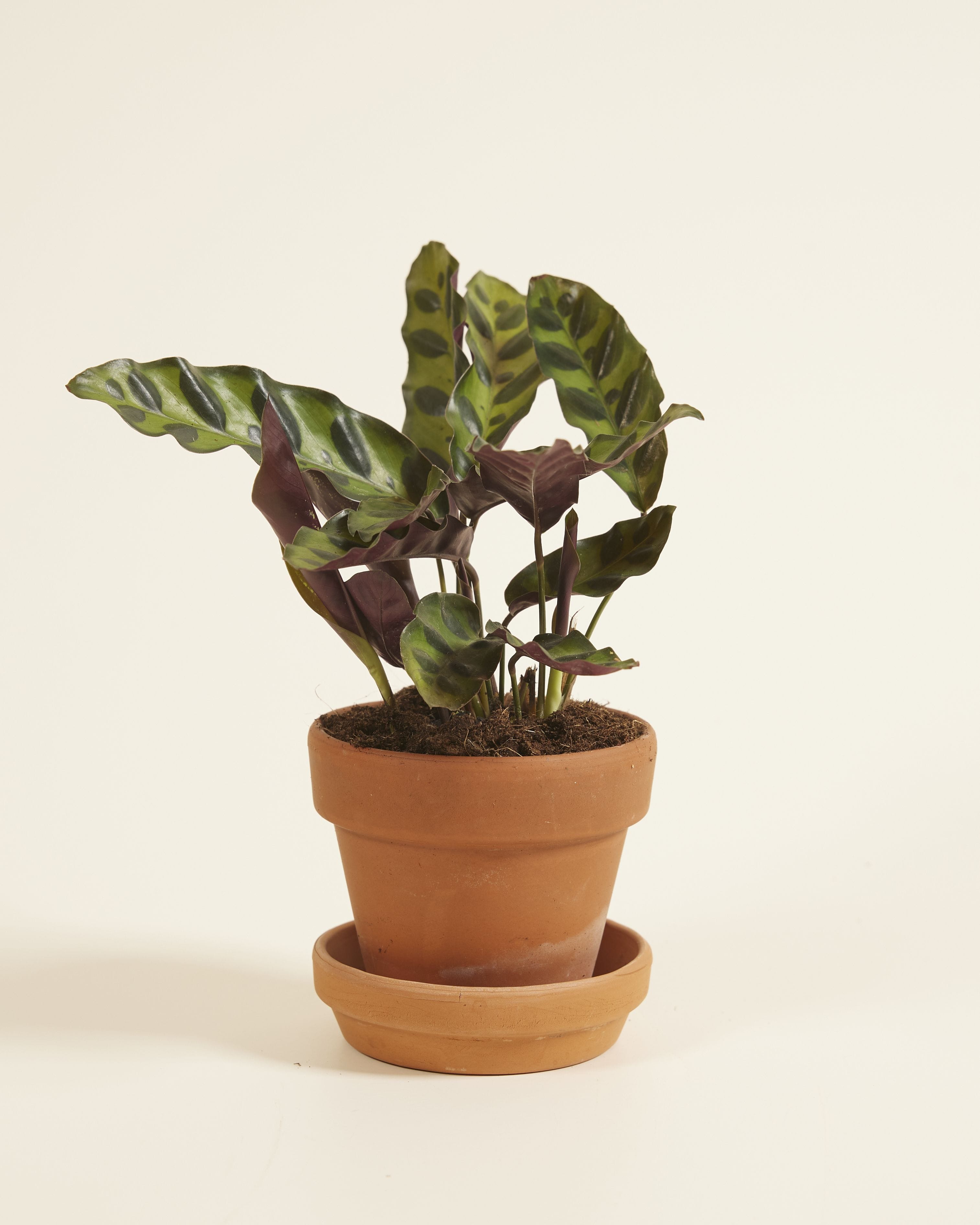 Baby Calathea Rattlesnake plant Lancifolia Insigne