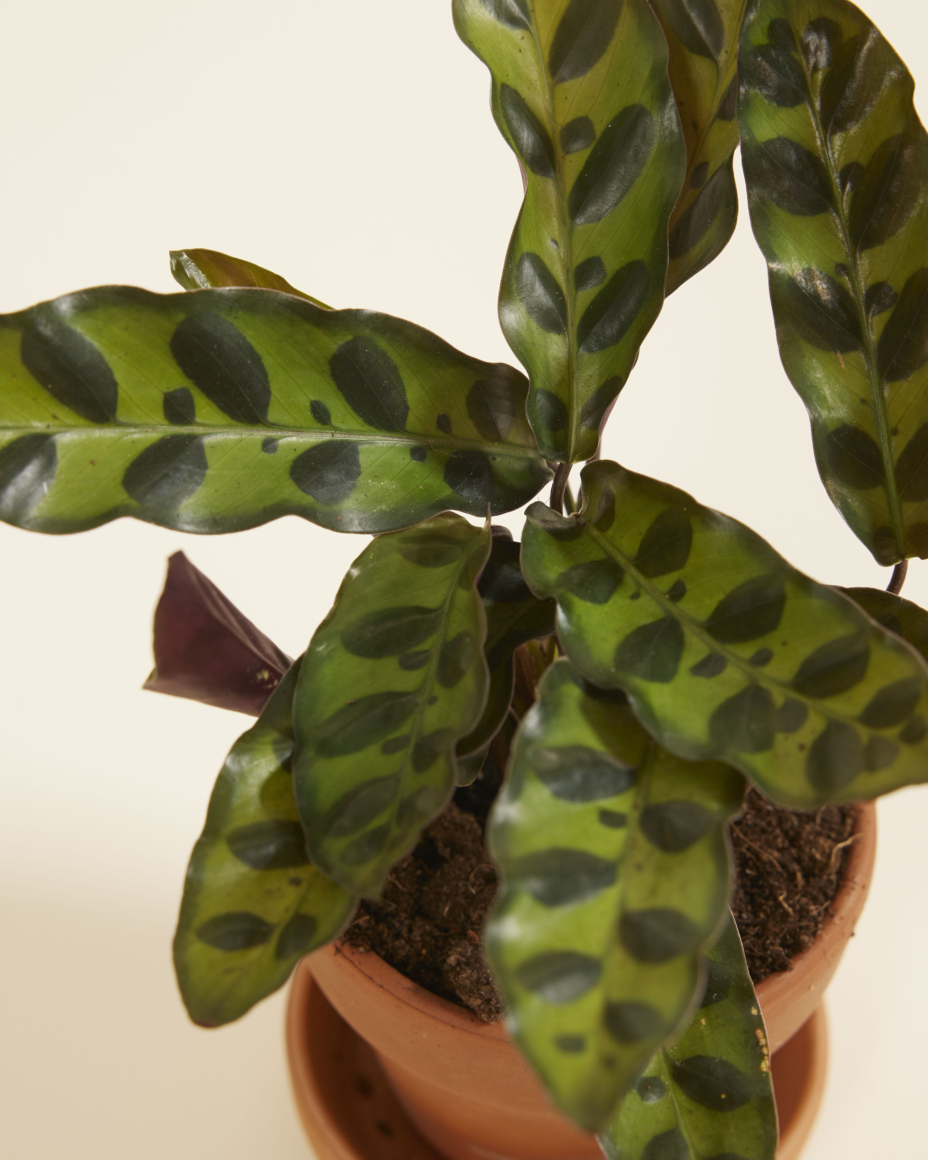 Baby Calathea Rattlesnake plant Lancifolia Insigne