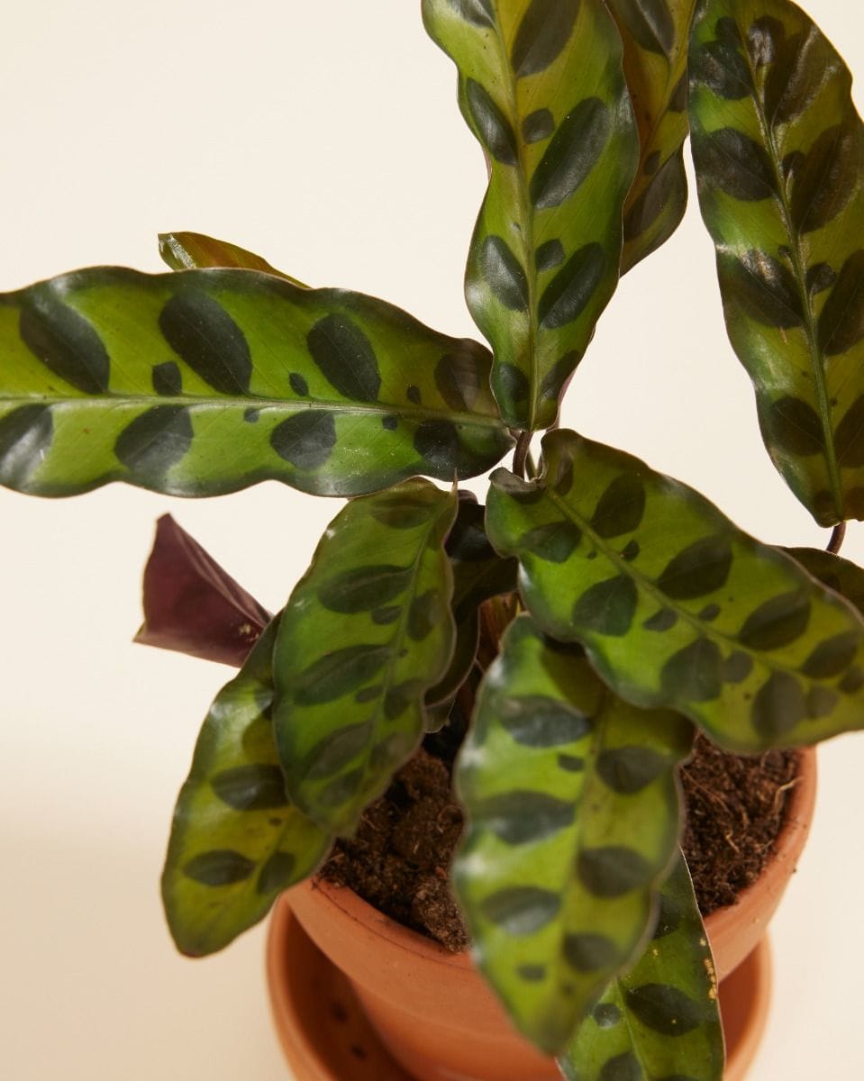 Bebé Calathea Rattlesnake plant Lancifolia Insigne