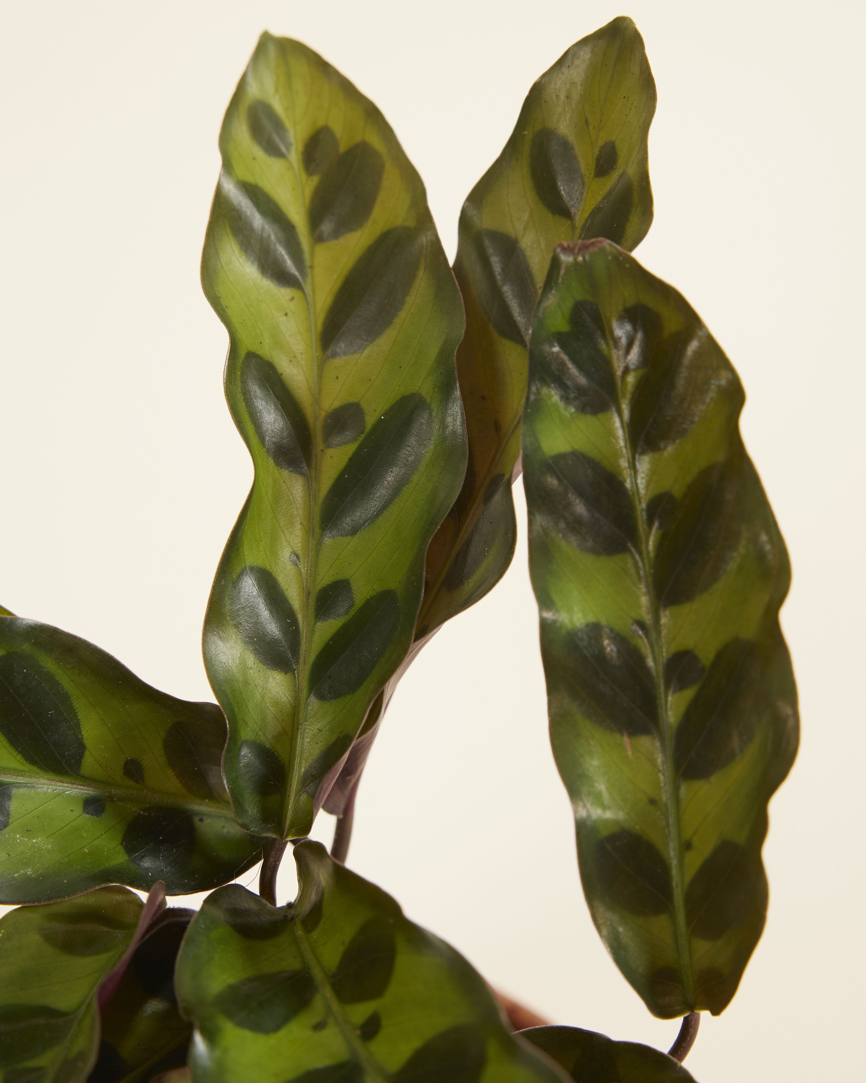 Baby Calathea Rattlesnake plant Lancifolia Insigne