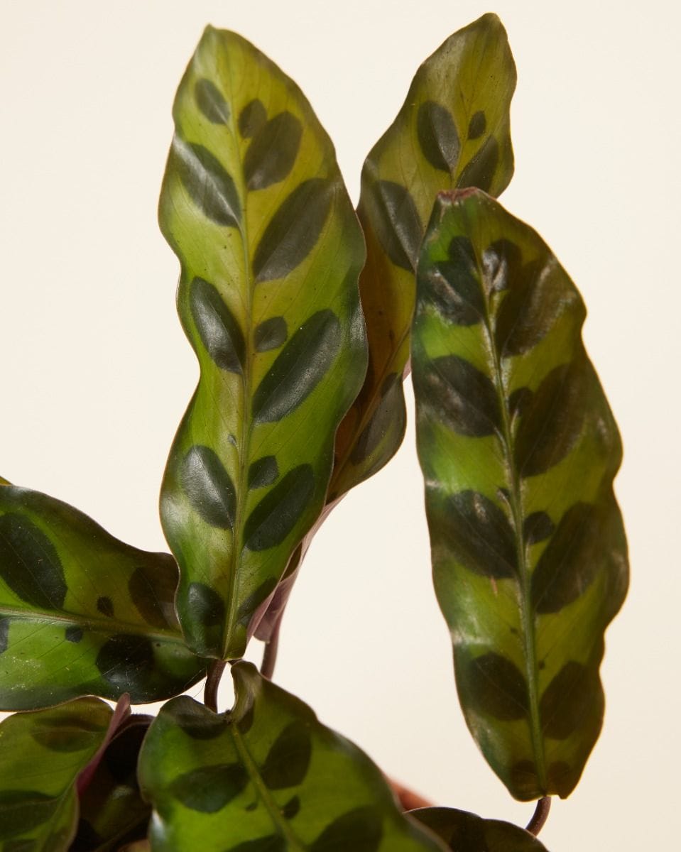 Bebé Calathea Rattlesnake plant Lancifolia Insigne