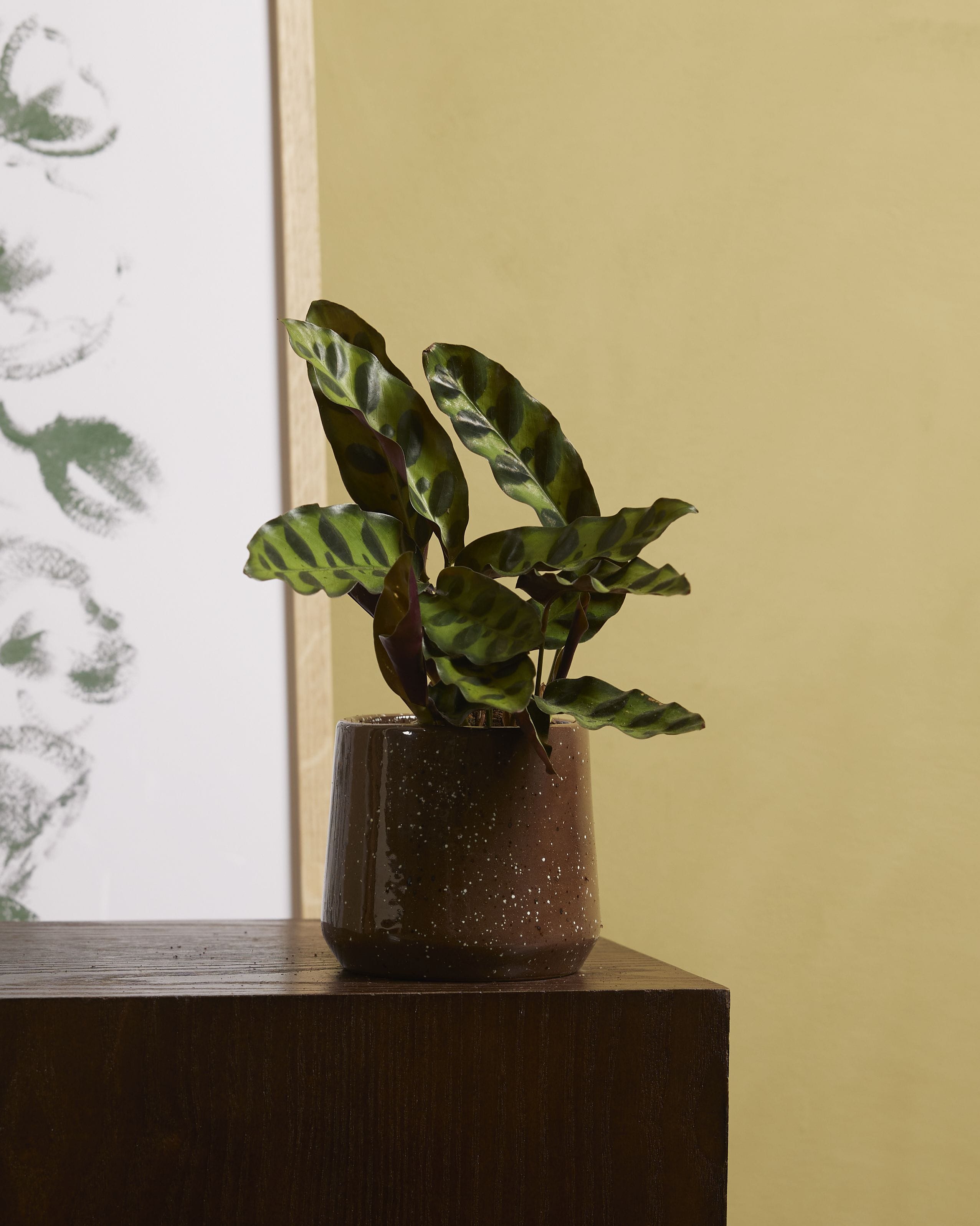 Baby Calathea Rattlesnake plant Lancifolia Insigne