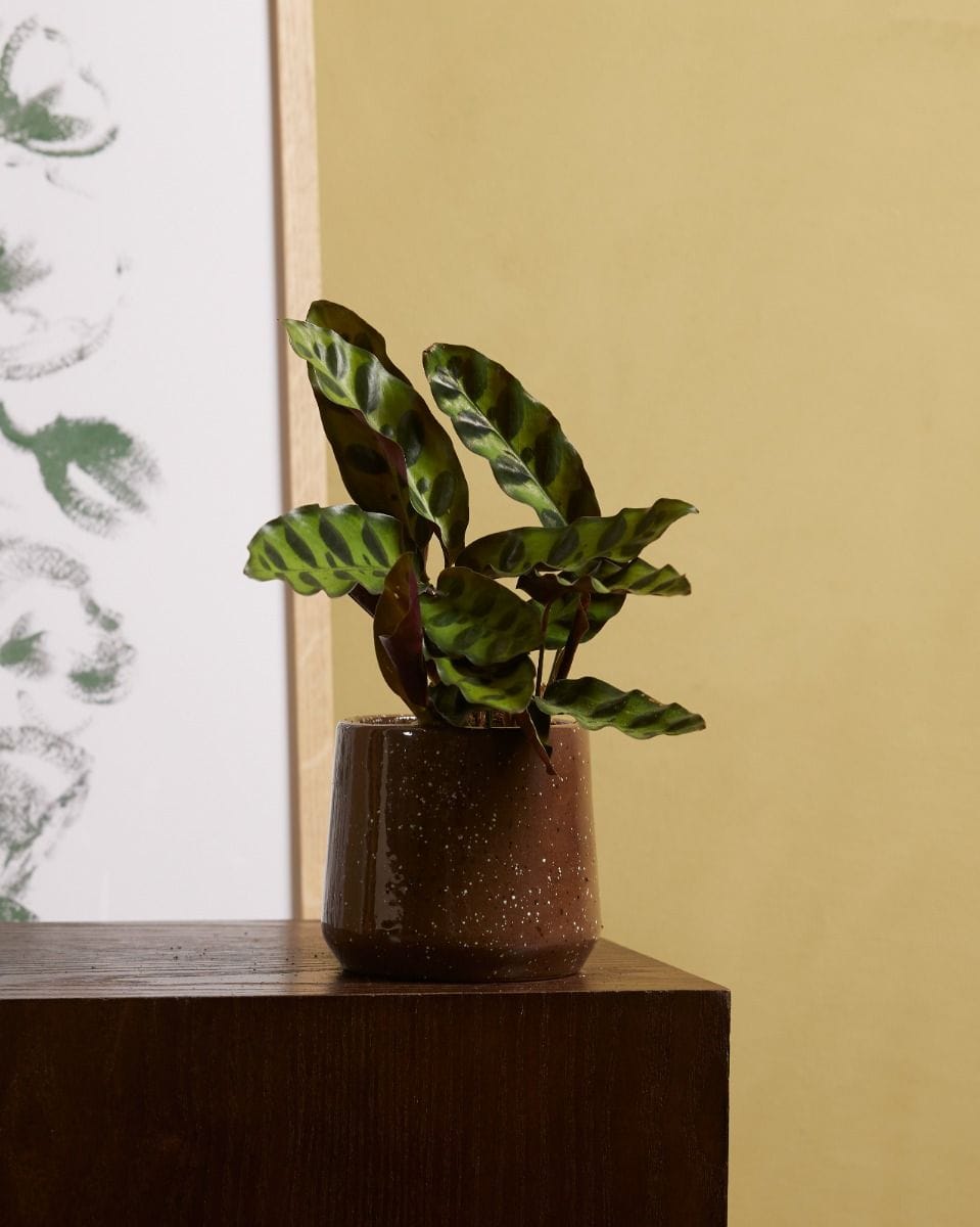 Bebé Calathea Rattlesnake plant Lancifolia Insigne