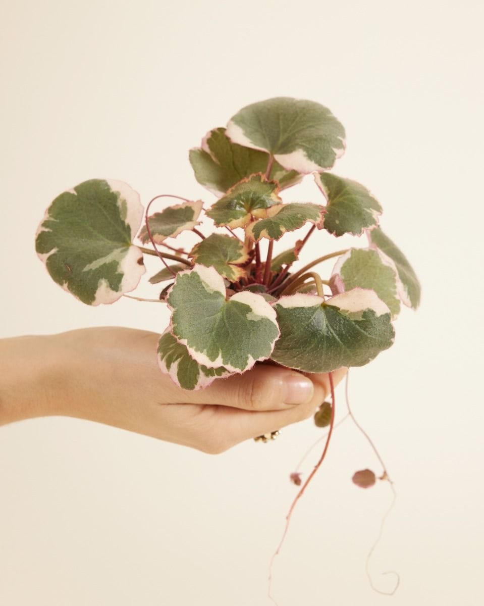Bebé Saxifraga Strawberry Saxifraga Tricolor